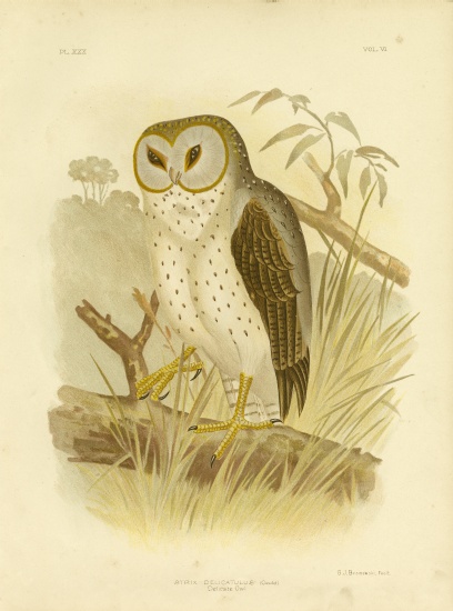 Delicate Owl von Gracius Broinowski