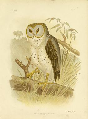 Delicate Owl 1891