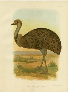 Emu 1891