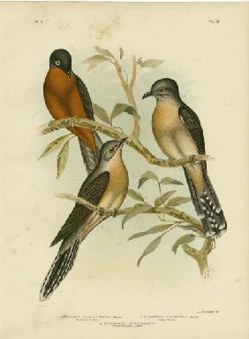 Fan-Tailed Cuckoo 1891