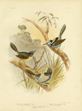 Fawn-Breasted Superb Warbler 1891