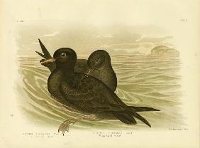 Fleshy-Footed Petrel 1891