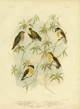 Forty-Spotted Diamondbird Or Forty-Spotted Pardalote 1891