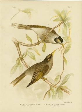 Garrulous Honeyeater Or Noisy Miner 1891