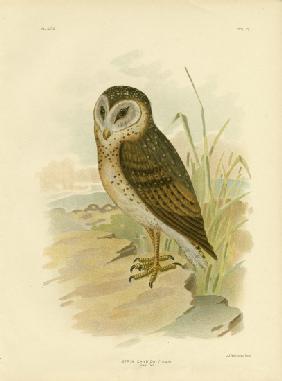 Grass Owl 1891