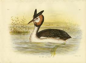 Great Crested Grebe 1891