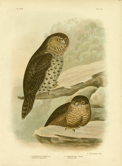 Great Owl Of The Brushes Or Powerful Owl von Gracius Broinowski