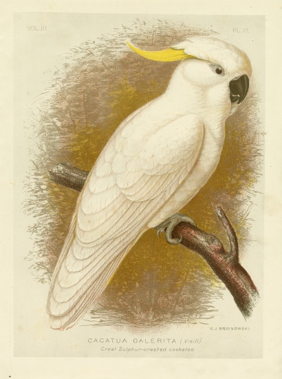 Great Sulphur-Crested Cockatoo von Gracius Broinowski