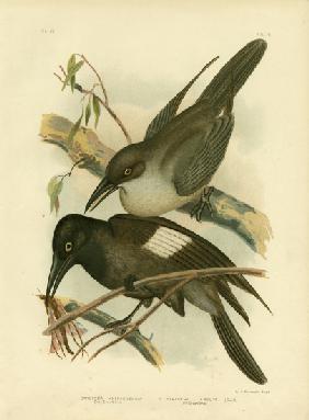Grey Crow-Shrike 1891
