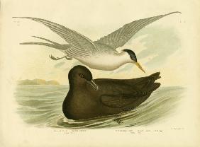 Indian Tern 1891