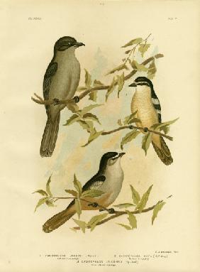 Jardines Campephaga Or Common Cicadabird 1891