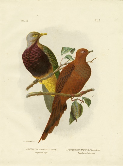 Large-Tailed Pigeon Or Brown Pigeon Or Brown Cuckoo-Dove von Gracius Broinowski