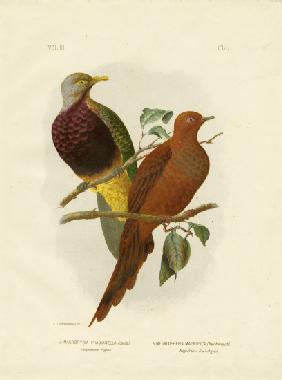 Large-Tailed Pigeon Or Brown Pigeon Or Brown Cuckoo-Dove 1891