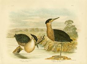Little Mangrove Heron 1891