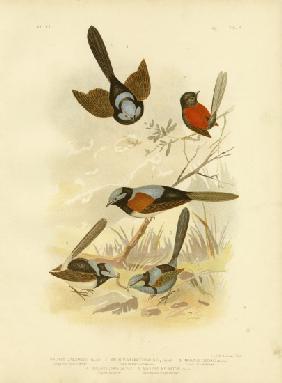 Long-Tailed Wren 1891