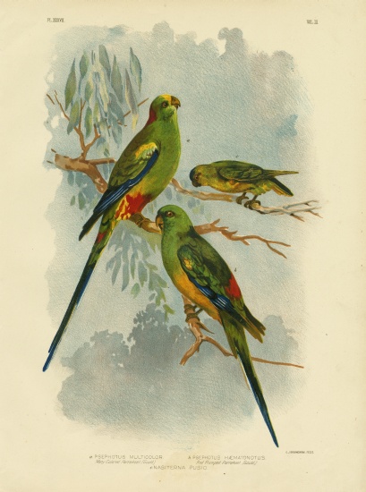 Many-Colored Parakeet von Gracius Broinowski