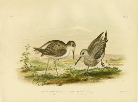 Marsh Sandpiper 1891