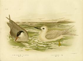 Marsh Tern 1891