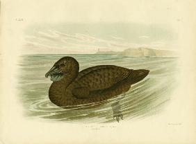 Musk Duck 1891