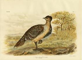 Native Pheasant Or Malleefowl 1891