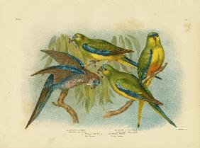 Orange-Bellied Grass-Parakeet 1891