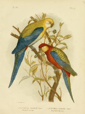 Pale-Headed Parakeet Or Pale-Headed Rosella 1891