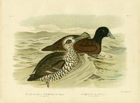 Pink-Eyed Duck 1891