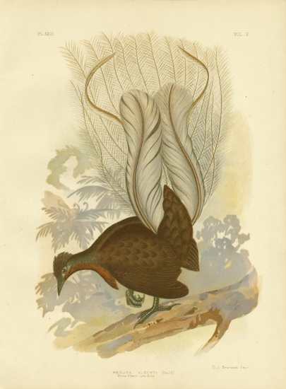 Prince Albert'S Lyrebird von Gracius Broinowski
