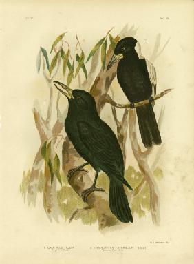 Quoy'S Crow-Shrike Or Black Butcherbird 1891