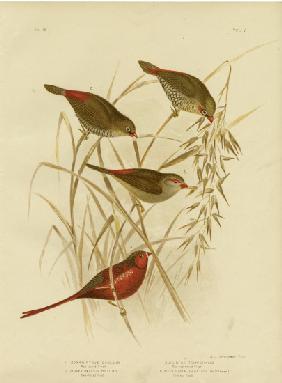 Red-Eared Finch 1891