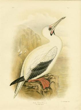 Red-Legged Gannet 1891