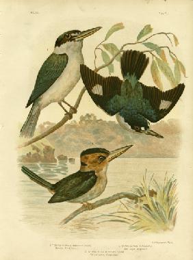Sardid Kingfisher 1891