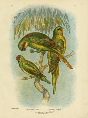 Scaly-Breasted Lorikeet 1891