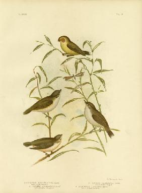 Short-Billed Smicrornis Or Weebill 1891