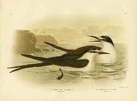 Sooty Tern 1891