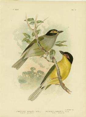 Southern Sphecotheres Or Australasian Figbird 1891