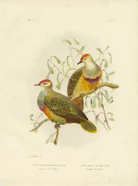 Swainson'S Fruit Pigeon 1891