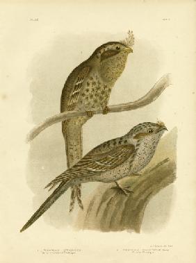 Tawny-Shouldered Podargus Or Tawny Frogmouth 1891