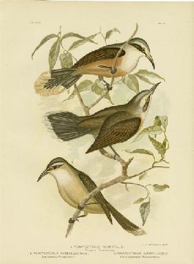 Temporal Pomatorhinus Or Gray-Crowned Babbler 1891