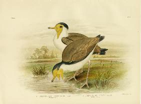 Wattled Plover 1891