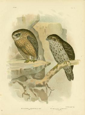Wekau Or Laughing Owl 1891