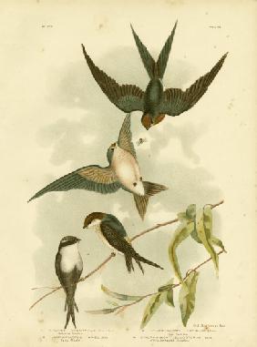 Welcome Swallow Or Pacific Swallow 1891