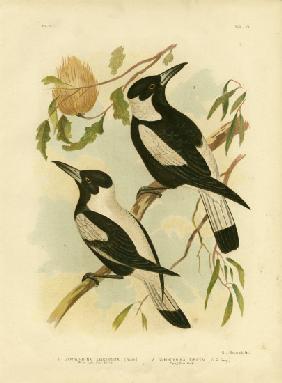White-Backed Crow-Shrike 1891