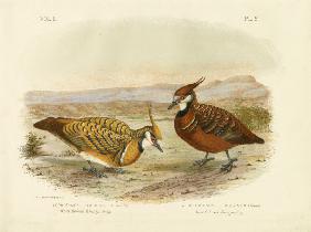 White-Bellied Bronzewing 1891