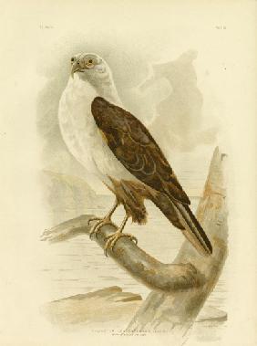 White-Breasted Sea Eagle 1891