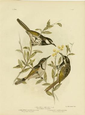 White-Cheeked Honeyeater 1891
