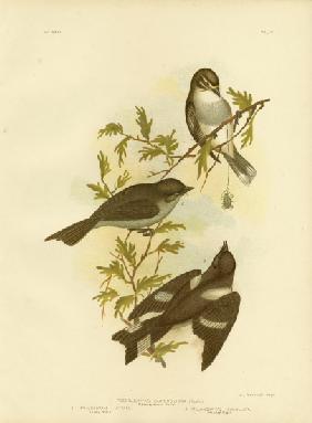 White-Eyebrowed Robin 1891