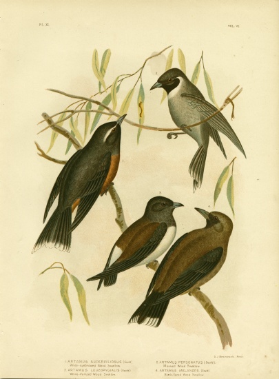 White-Eyebrowed Wood Swallow von Gracius Broinowski