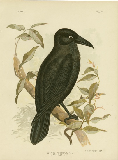 White-Eyed Crow Or Australian Raven von Gracius Broinowski