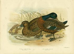 White-Eyed Duck 1891